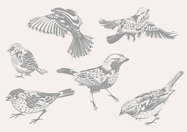 Sparrows Six Chattering Vector Sparrows. In the style of cut-out paper, each on separate layer. sparrow stock illustrations