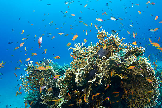 istock Coral and fishes 153858685