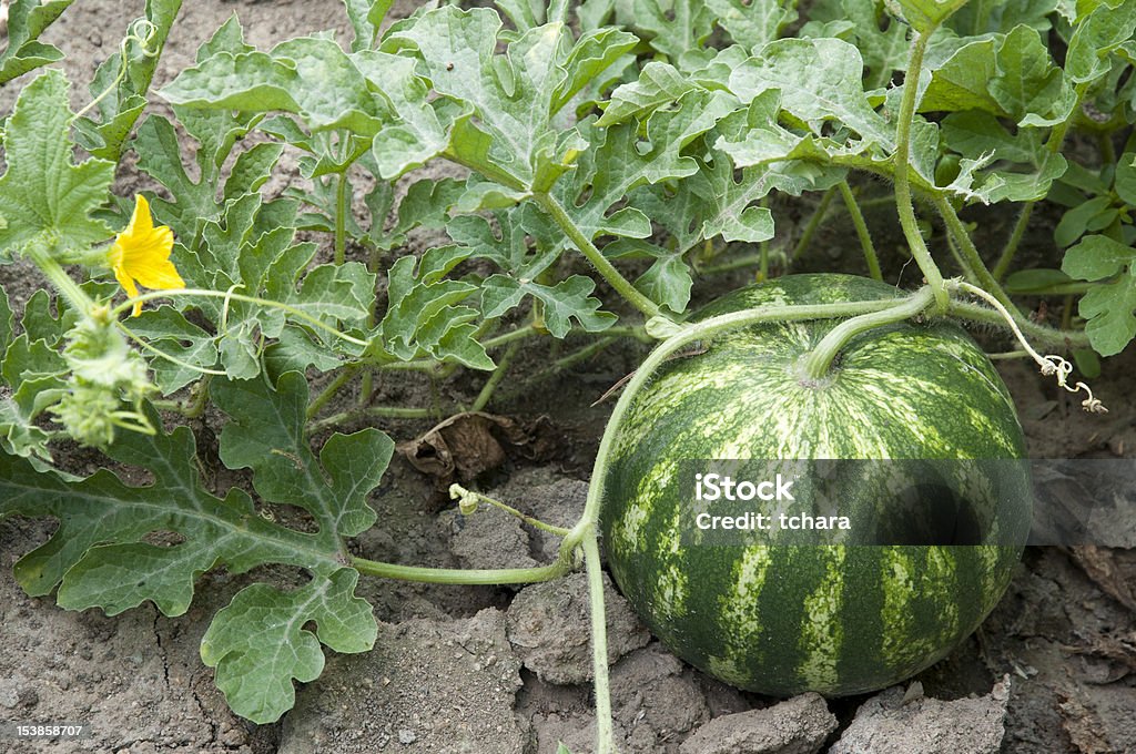 Watermelon Watermelon in a vegetable garden Agricultural Field Stock Photo