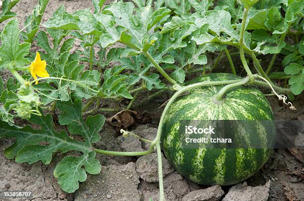 Watermelon Stock Photo - Download Image Now - Agricultural Field, Agriculture, Cultivated