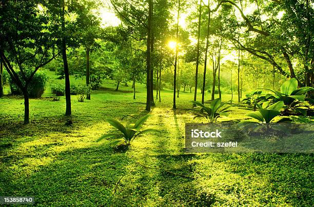 Tropical - Fotografias de stock e mais imagens de Dentro - Dentro, Floresta, Ao Ar Livre