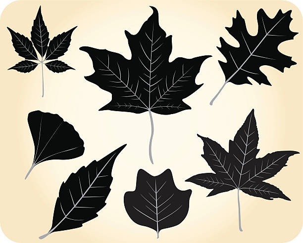 Leaves vector art illustration