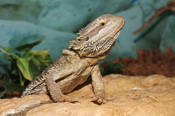 istock Scaly Bearded Dragon, in terrarium 153859283