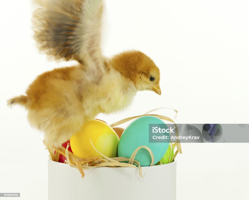 Little de pollo con coloridos huevos - Foto de stock de Ala de animal libre de derechos