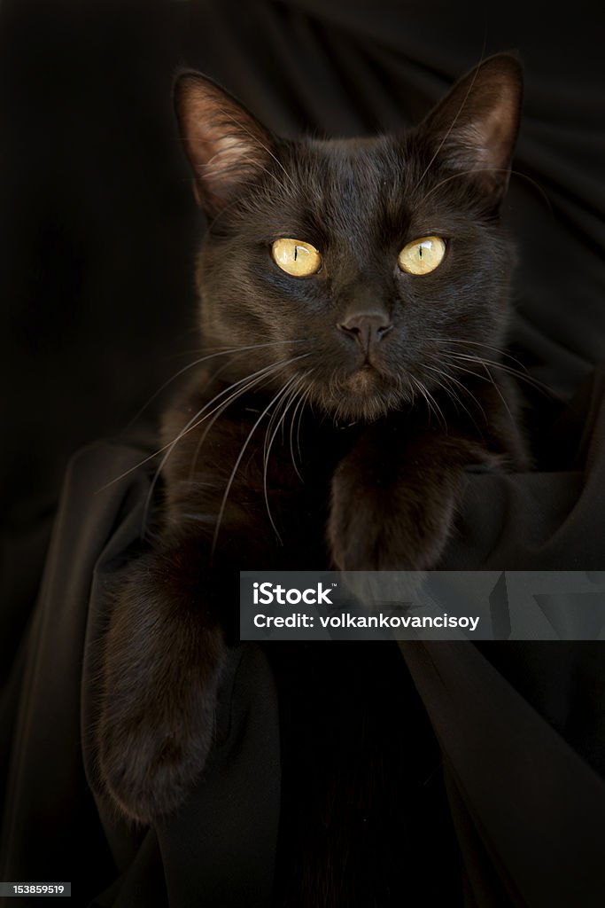 Negro cat - Foto de stock de Color negro libre de derechos