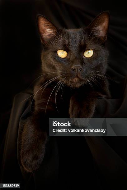 Negro Cat Foto de stock y más banco de imágenes de Color negro - Color negro, Fondo negro, Gato doméstico