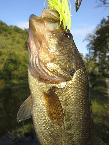 istock Close-up Largemouth Bass 153859672