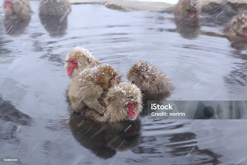 Snow monkey Snow monkey in hot spring, Jigokudani, Nagano, Japan Animal Stock Photo