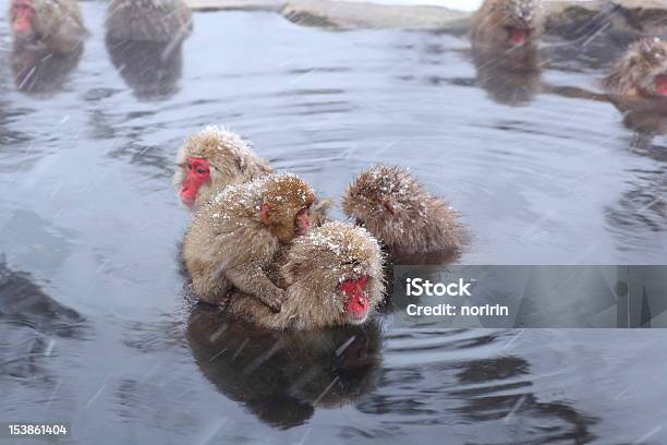 Snow Monkey Stock Photo - Download Image Now - Animal, Animal Wildlife, Animals In The Wild