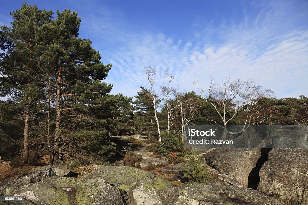 The forest of Fontainebleau Landscape in the forest of Fontainebleau in the early spring.This French forest is a national natural park wellknown for its boulders with various sahpes and dimensions. It is the biggest and most developed bouldering area in the world. Forest Stock Photo