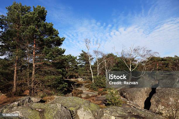 The Forest Of Fontainebleau Stock Photo - Download Image Now - Forest, Fontainbleau, Paris - France