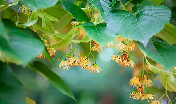 Lime-tree blossoms .Tilia species are large deciduous trees, reaching typically 20 to 40 metres tall, with oblique-cordate leaves 6 to 20 centimetres across. Teil is an old name for the lime tree. The tree produces fragrant and nectar-producing flowers, the medicinal herb lime blossom,  also used for herbal tea and tinctures.