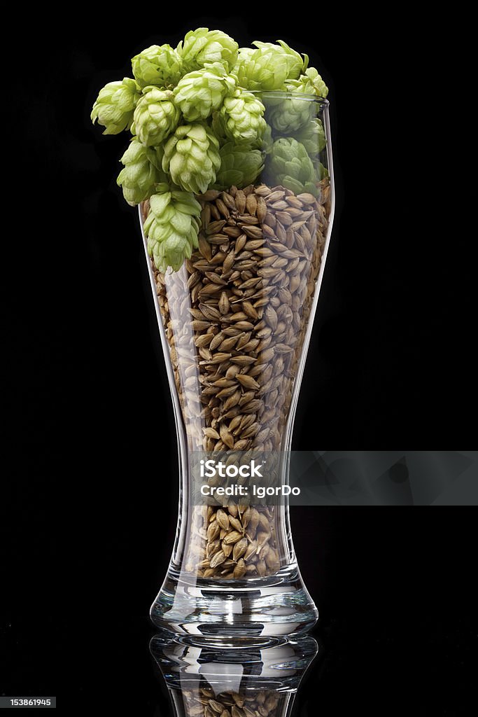 Beer glass with ingredients Beer glass with barley and hop Agriculture Stock Photo