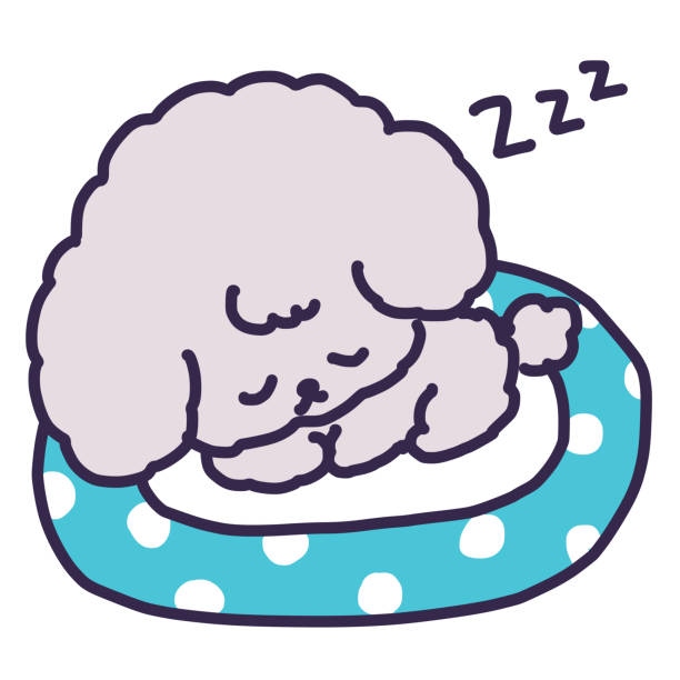 ilustrações de stock, clip art, desenhos animados e ícones de illustration of a cute toy poodle puppy sleeping in a dog bed - dog spotted purebred dog kennel