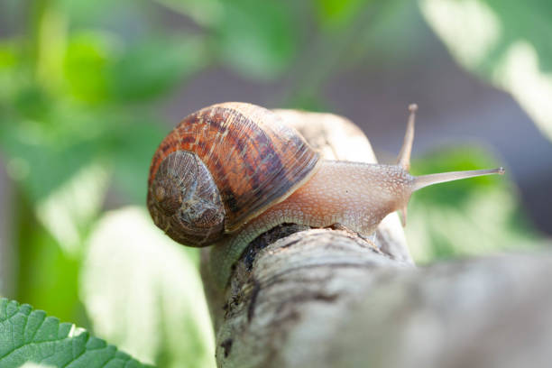 istock mr. Turbo the snail 1538630257