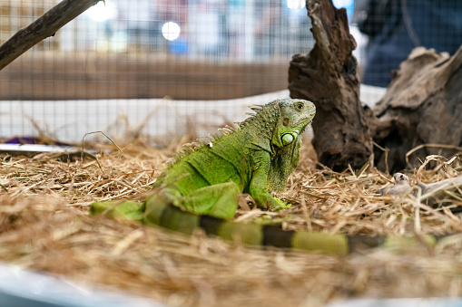 Closeup of a green iguana on dry grass