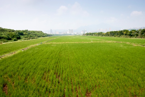 broad view of rice farm in Taiwan