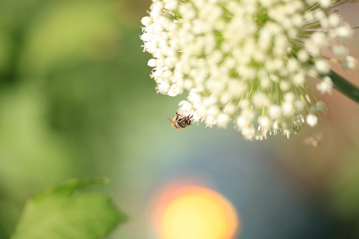 I honey been systematically collects pollen on a white allium flower ball