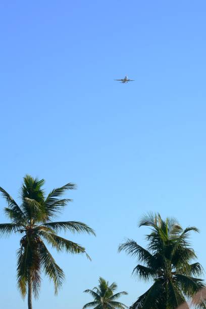 istock Coconut trees and the plane is landing 1538638589