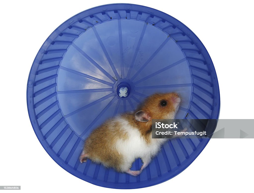 Uma Roda para Hamster - Foto de stock de Hamster royalty-free