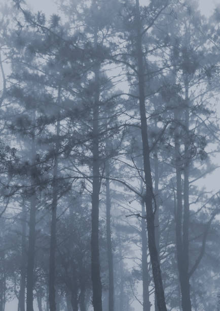 istock pine tree and fog at morning 1538651092