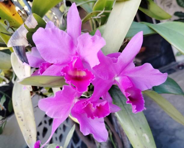 guarianthe skinneri orchid flower bright purple guarianthe skinneri orchid flower skinneri stock pictures, royalty-free photos & images
