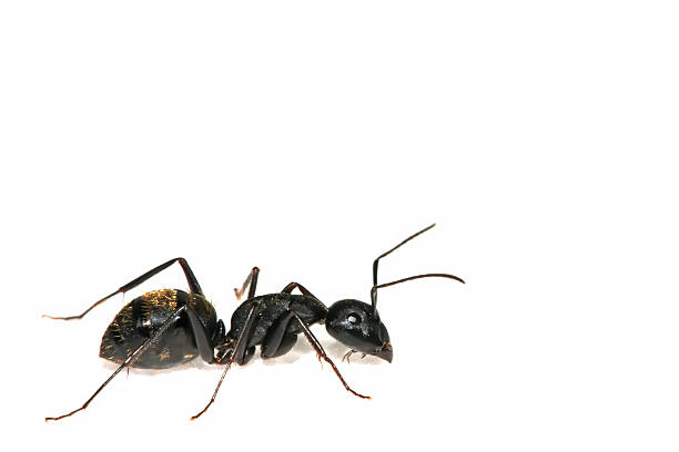 istock closeup of ants 153866674