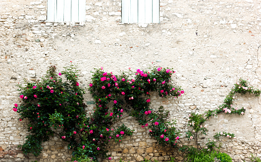 Morestel, France: Climbing Roses on Old Stone Wall