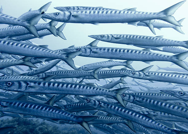 istock Large School of Barracudas, Ustica III 153867055