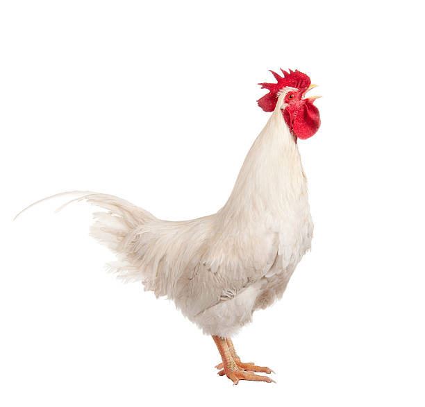 istock A screaming white cock on a white background 153867618
