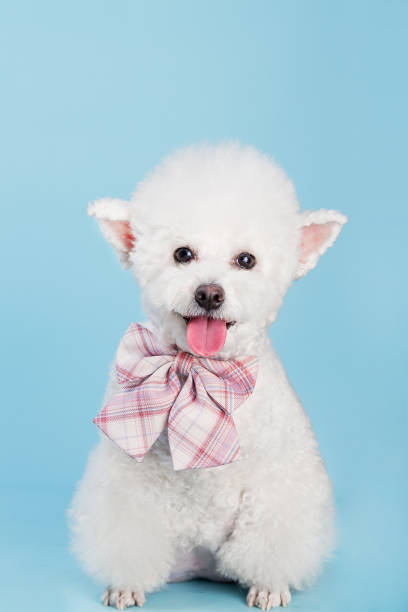 istock White poodle wearing a pink tie, indoors, clean blue background 1538689542