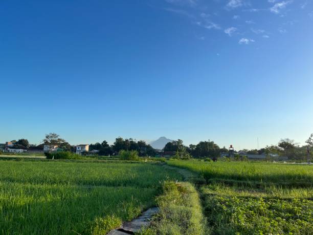istock Morning view of paddy fields with blue sky and mountain 1538695732