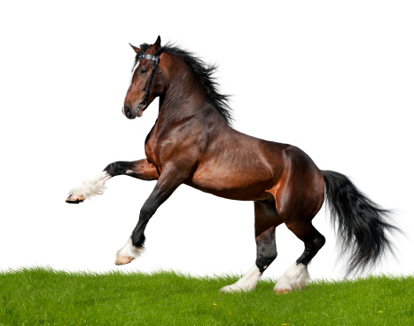 Clydesdale stallion gallops in field - isolated on white.