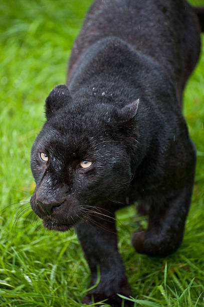 черный леопард, пантера pardus рыск - leopard prowling black leopard undomesticated cat стоковые фото и изображения