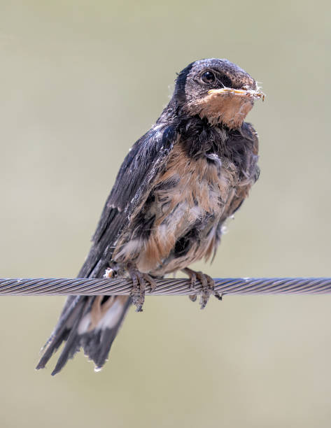 istock Juvenile Cliff Swallow perches on fence railing 1538700020