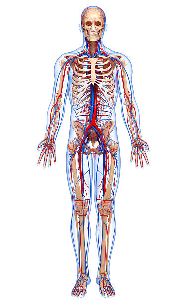 istock male full body circulatory system 153870145