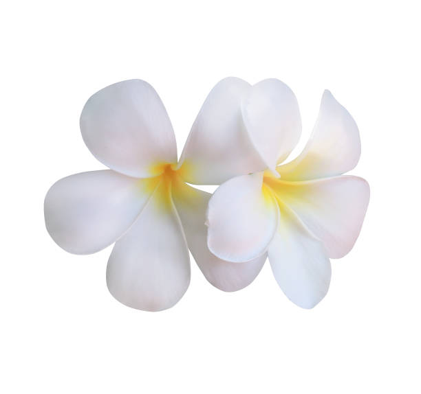 istock Plumeria or Frangipani or Temple tree flower. 1538702481