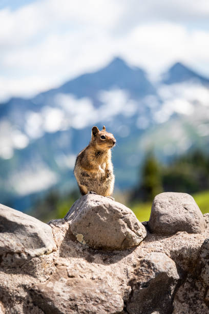 istock North American chipmunk sitting on rock in wilderness 1538702557