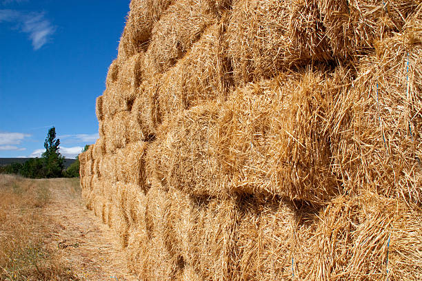 istock Square bales of straw 153870369