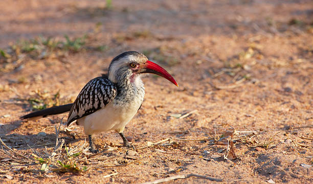 istock Southern Red-billed hornbill 153870491