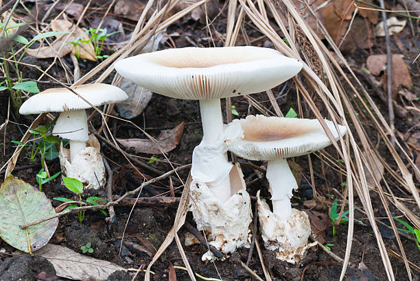 istock Edible mushrooms in tropical forests. 153871482