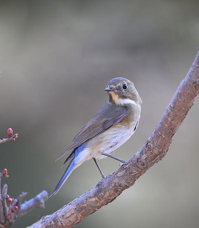 Red flanked Bush Robin,Tarsiger cyanurus,live in China(Tarsiger cyanurus cyanurus)