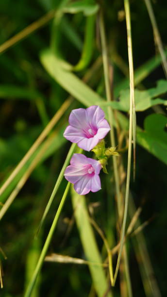 istock Ipomoea triloba flower 1538723719