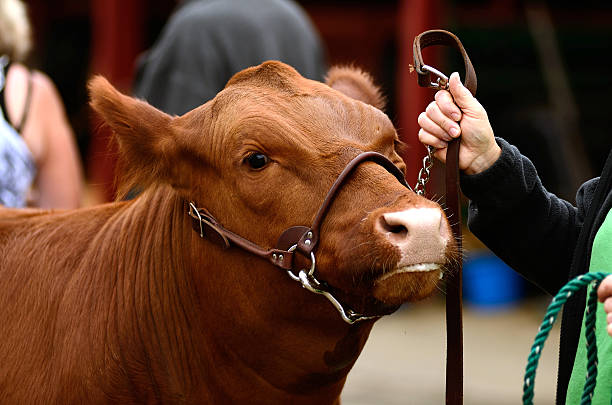 비프 Steers 스톡 사진