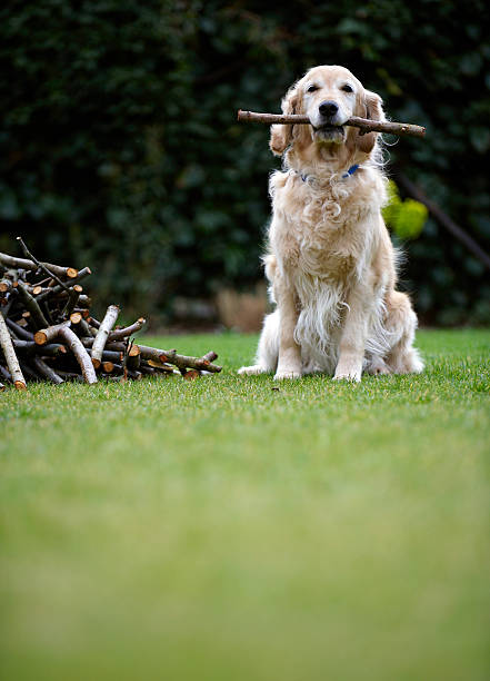 Dog sitting on grass holding stick in mouth (selective focus)