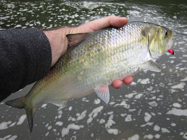 istock American Shad at Chain Bridge 153873513