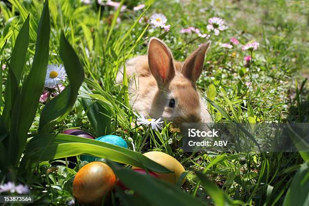 Easter Bunny With Eggs Grass And Flowers Stock Photo - Download Image Now - Animal, Daisy, Easter