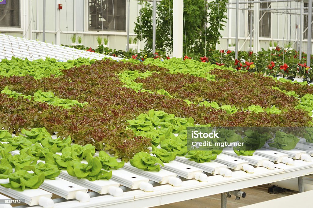 Hydroponic Работать в саду - Стоковые фото Без людей роялти-фри