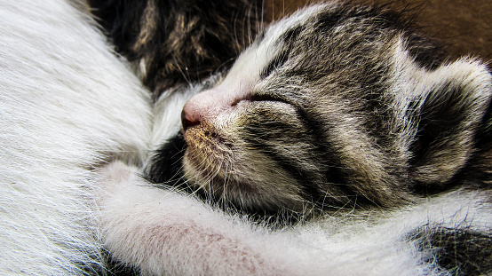 The kitten is sleeping in its mother's arms stock photo images