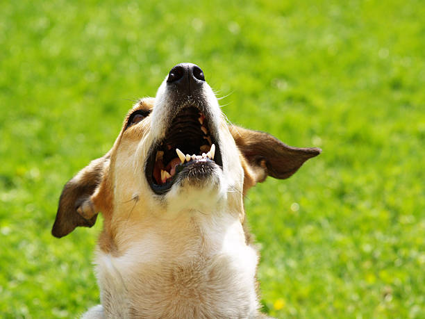 istock dog in the meadow is looking up 153873840